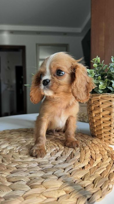 Chłopczyk Cavalier King Charles Spaniel Ruby