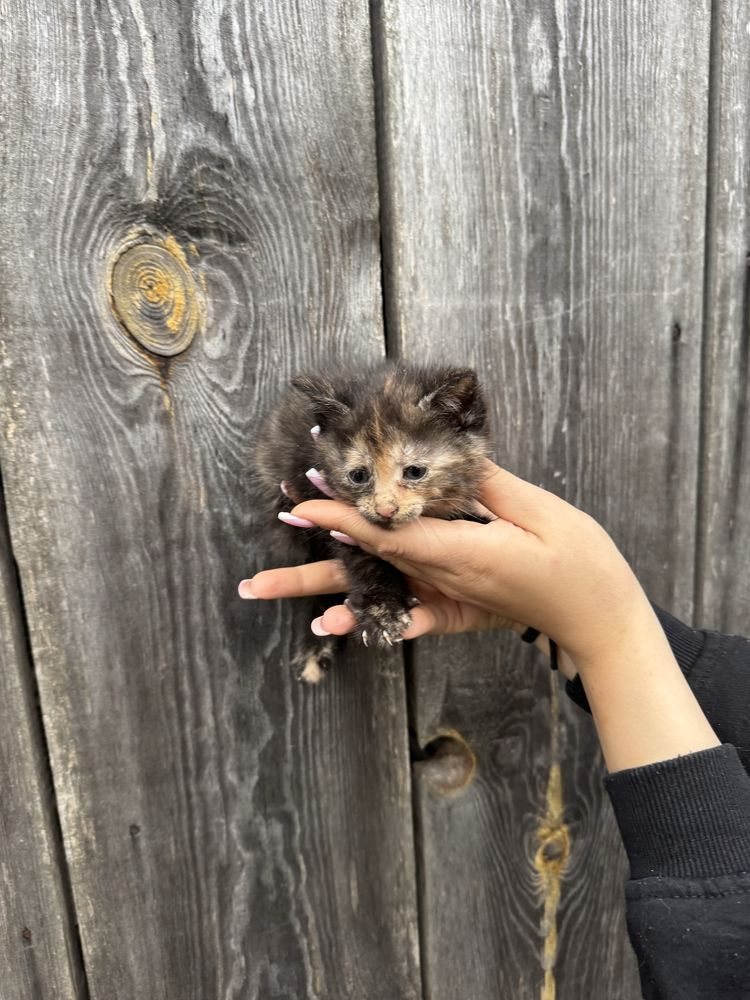 Kotki do adopcji
