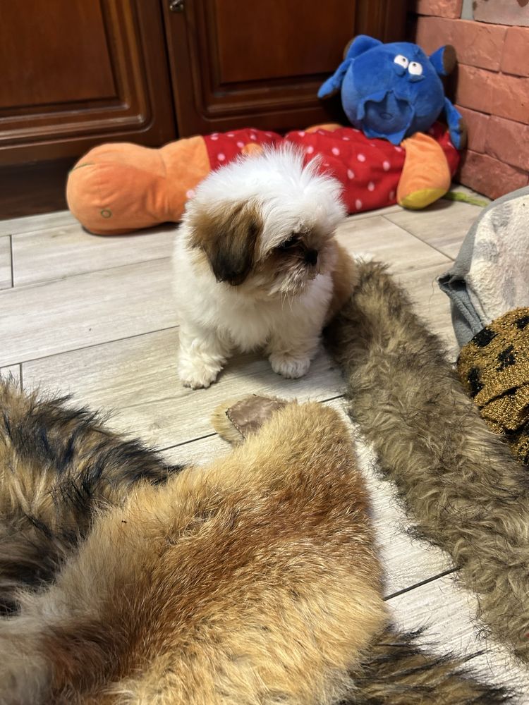 Shih Tzu z rodowodem
