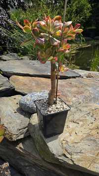 Crassula ovata Hummel's Ghost