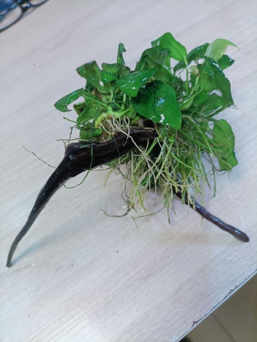 Anubias barteri na korzeniu