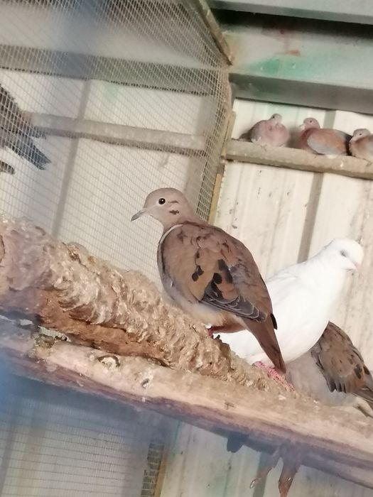 Rola Zenaida (casais)