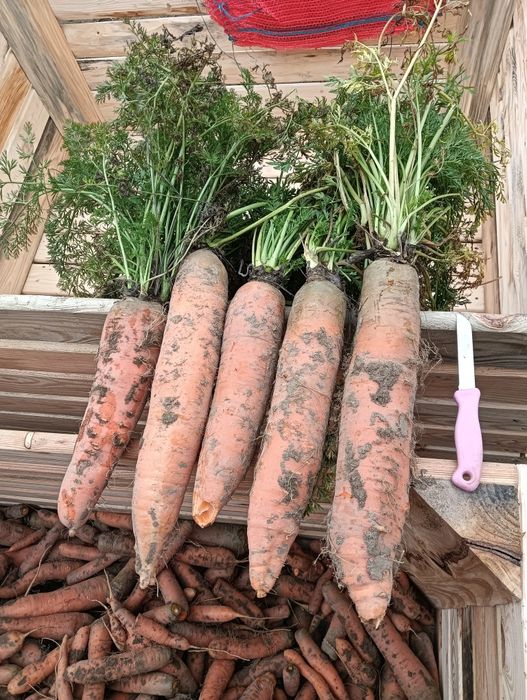 Pietruszka Marchewka