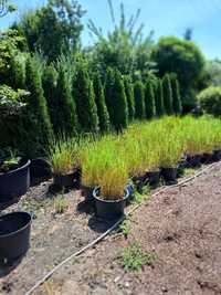 Rośliny ogrodowe ze szkółki - trawa trzcinnik