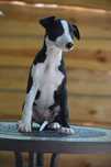Whippet piesek hodowla FCI