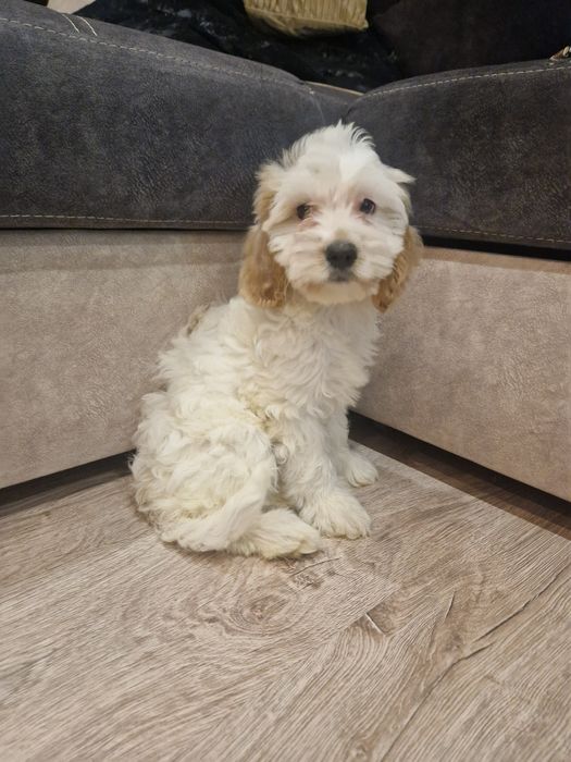 Suczka cockapoo biało ruda