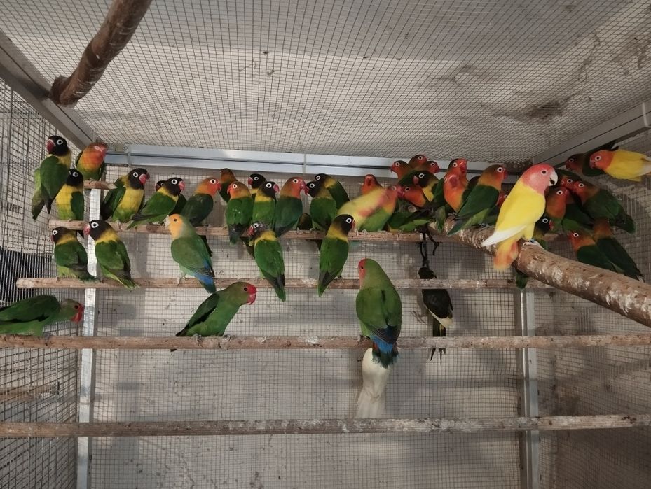 Nierozłączki czerwonoczelne