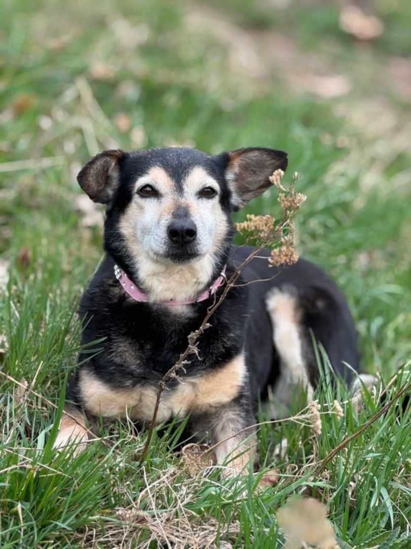 Suczka około 8 lat