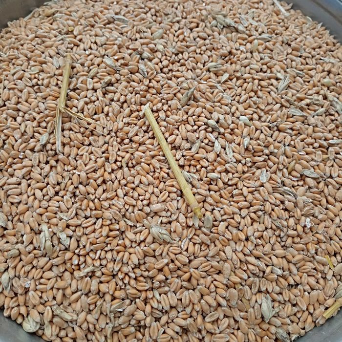 Продам пшеницю озимо-яра  (дворучка) ячмінь (ярий) із під комбайна