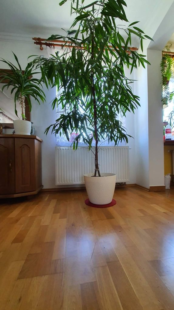 Fikus ALII Ficus - wąskolistny 230cm podwójny