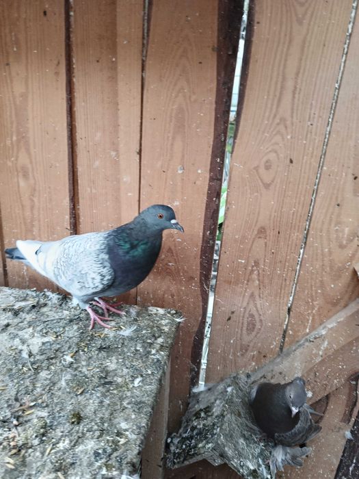 Gołębie ozdobne rysie