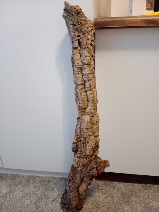 Tuba korkowa do terrarium 80x10 dąb korkowy