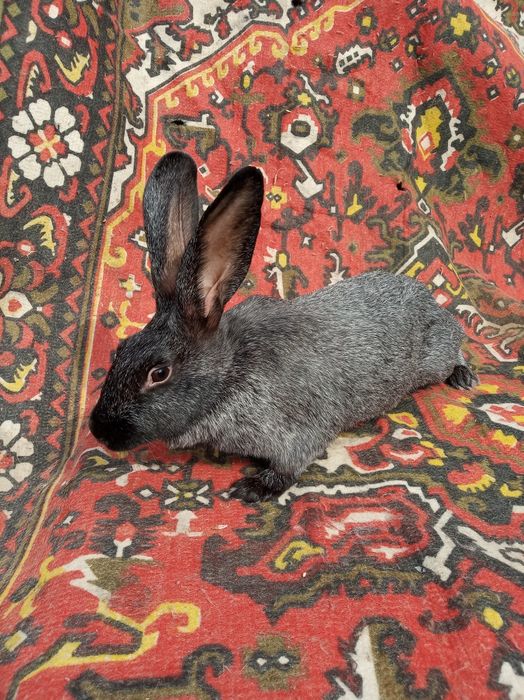 Кролі кролики полтавське срібло