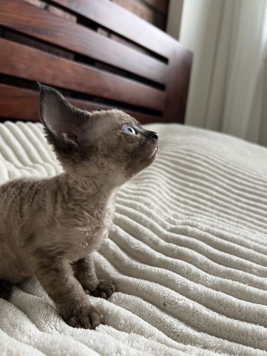 Kocurek Devon Rex WCF lekgalna hodowla