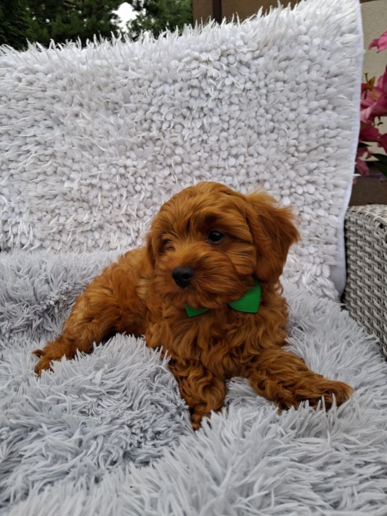 Śliczny Piesek Cavapoo