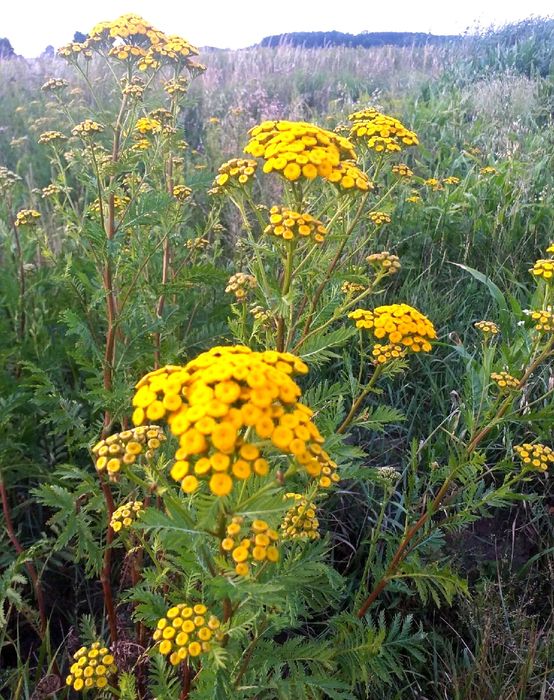WROTYCZ KWIAT 500g 100% NATURA ŚWIEŻY Zbiór Pasożyt Kleszcze