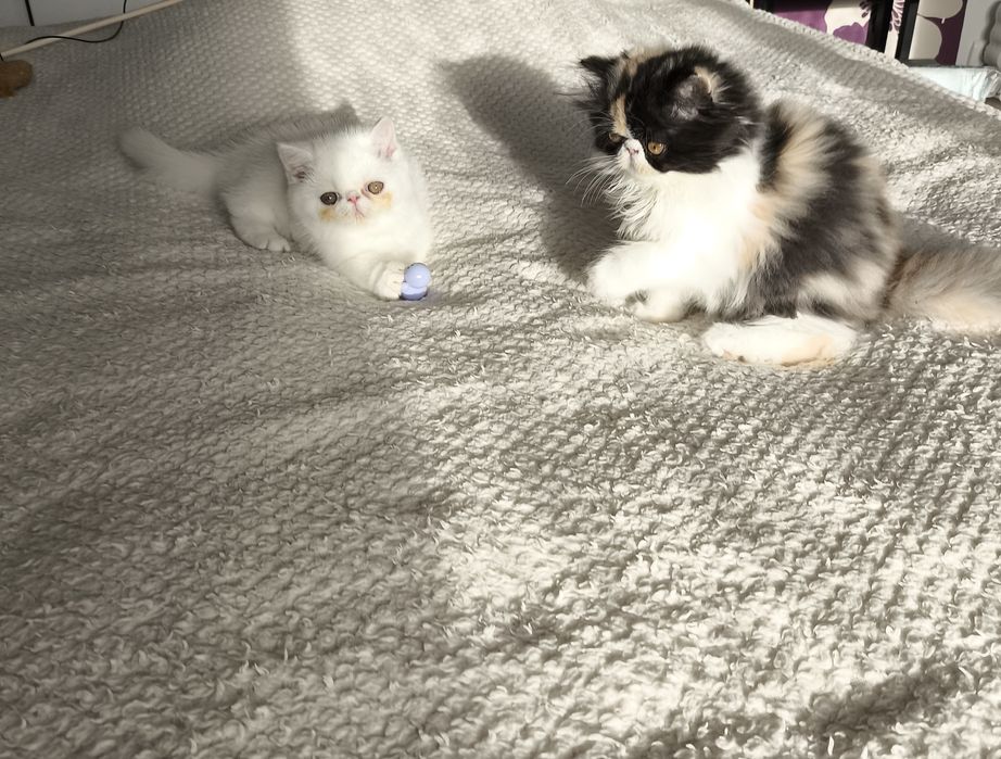 Mega słodziak koteczka pers