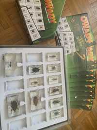 10 sztuk kolekcja prawdziwe owady gablota
