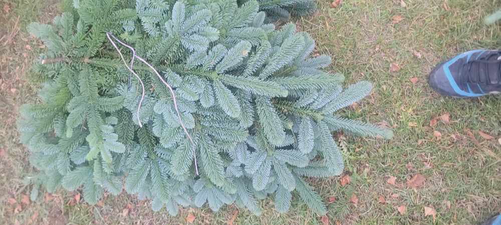 Nobilis Pakiety  jodła