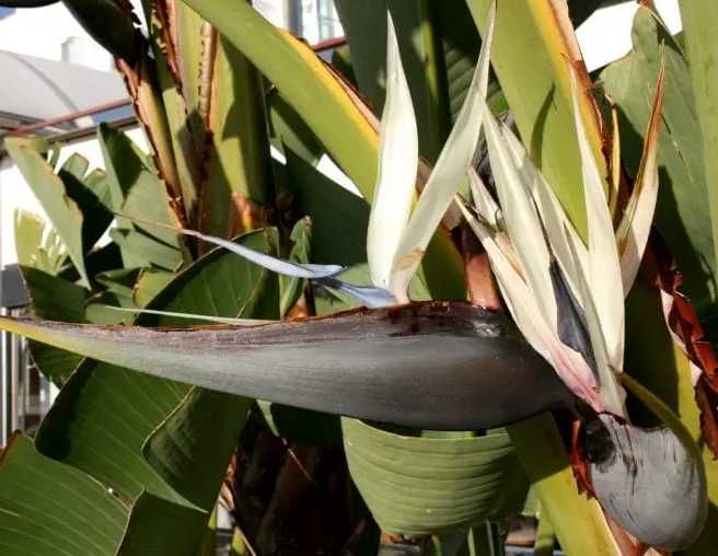 Sementes estrelicia gigante branca 2 un (Strelitzia Augusta)