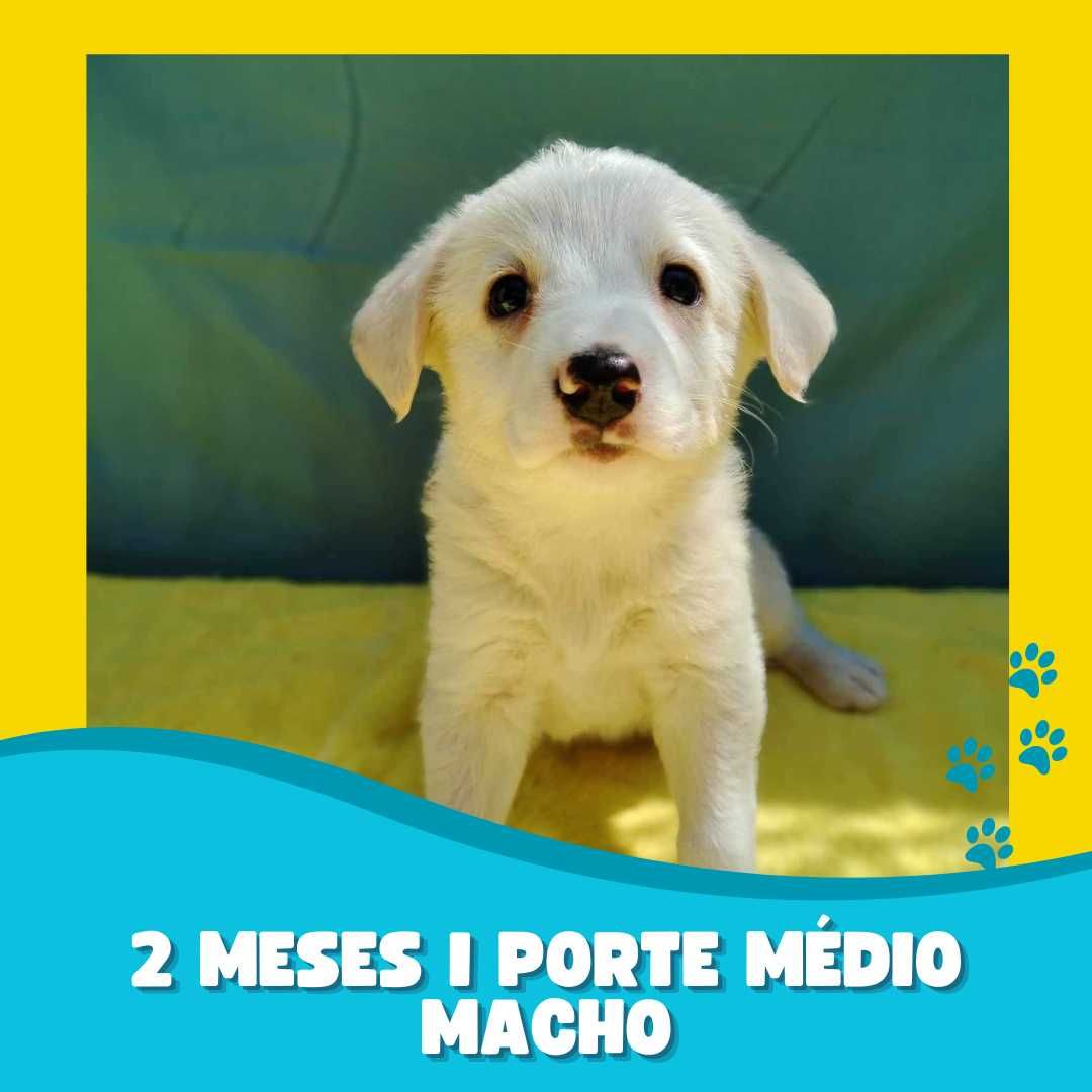 Cão Bebé 3 meses Porte Médio