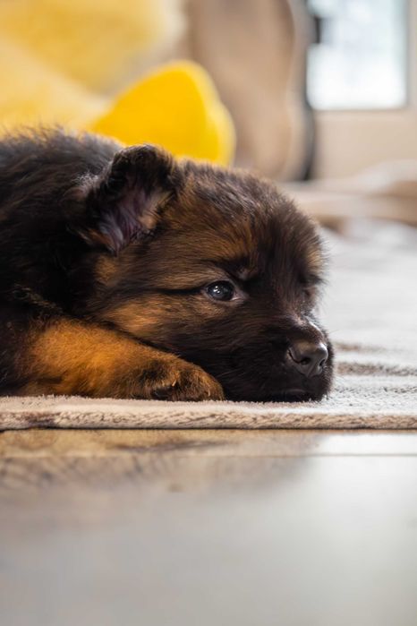 Szczeniak owczarek niemiecki długowłosy - odbiór listopad