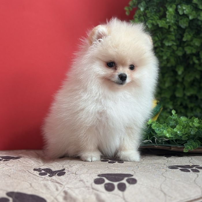 шикарний хлопчик шоу класу.