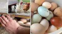 Продаж яйця для інкубатора РІЗНІ ПОРОДИ та направлення