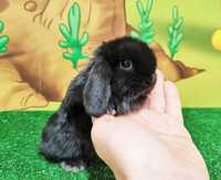PIĘKNY Mini Lop CZARNY  królik baranek miniaturka teddy