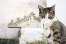 Petsitting em Coimbra