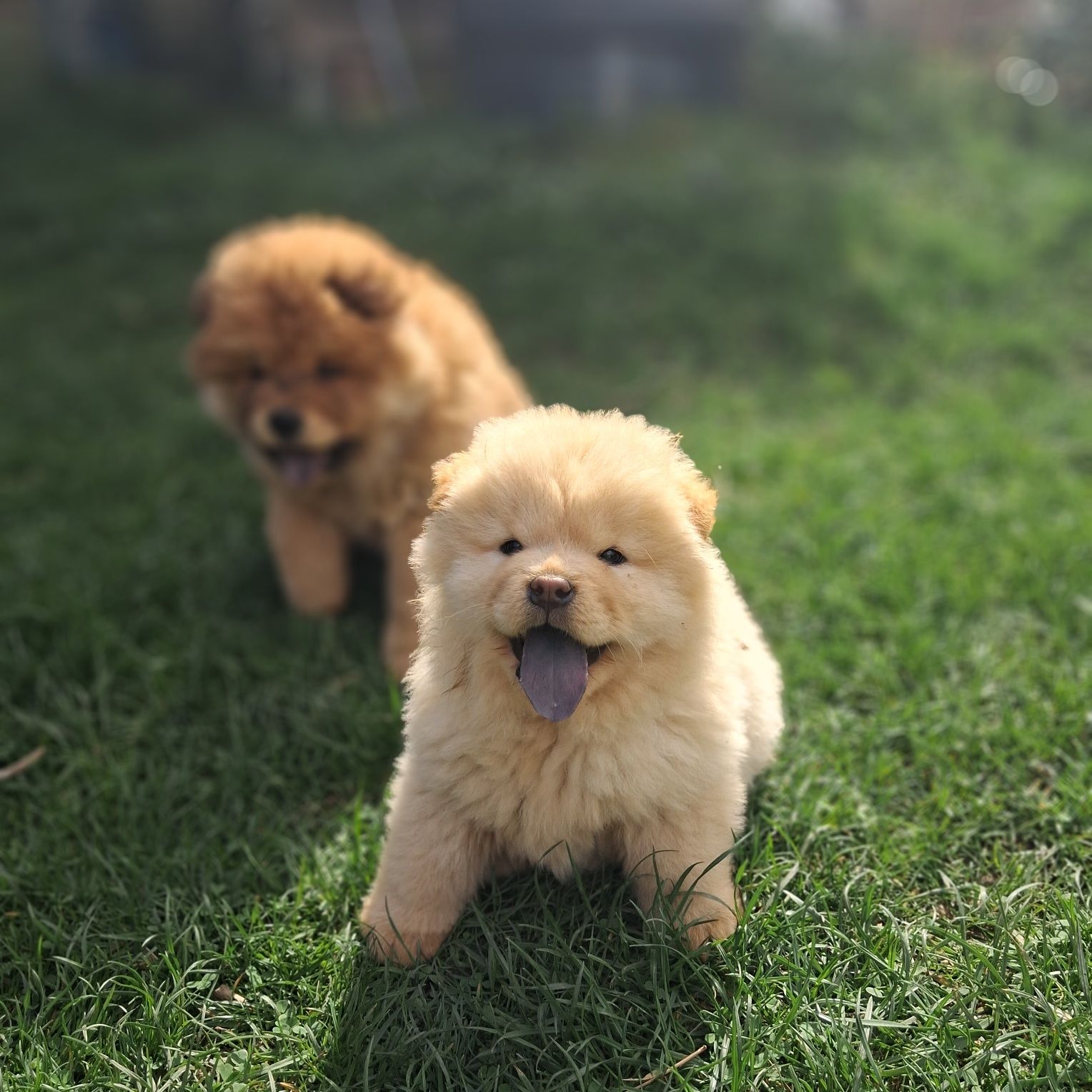 Chow chow piękny miś z rodowodem