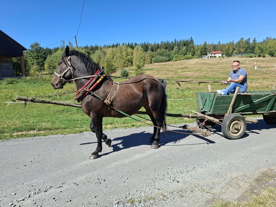 Sprzedam klacz śląską