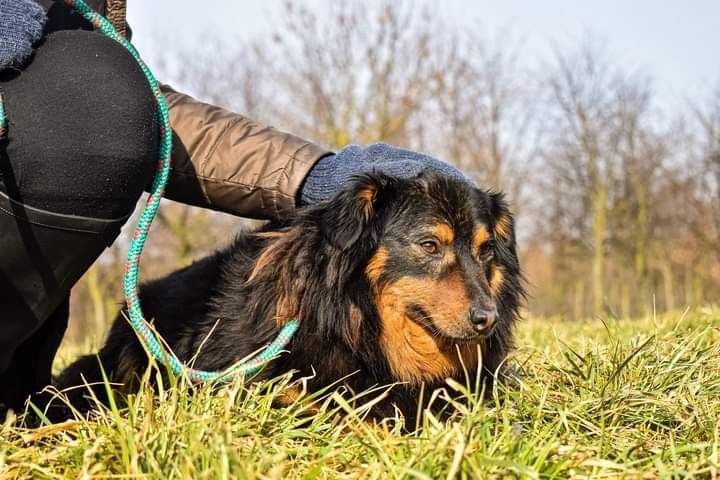 Ta piękna i spokojna sunia szuka swojego nowego Domku!