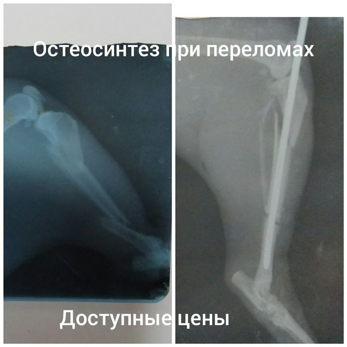 Акция !!!ВЕТЕРИНАР Стерилизация 1200 , кастрация 900