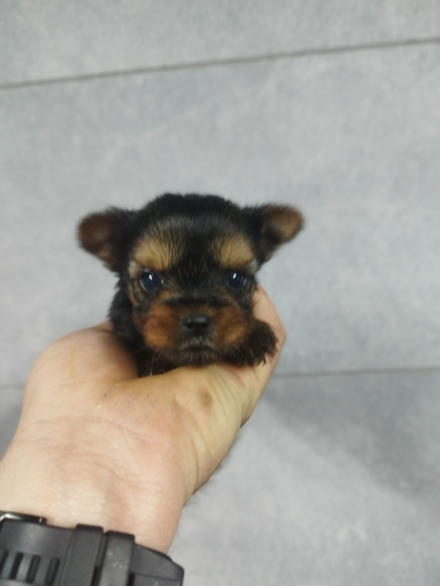 Yorkshire terrier mini