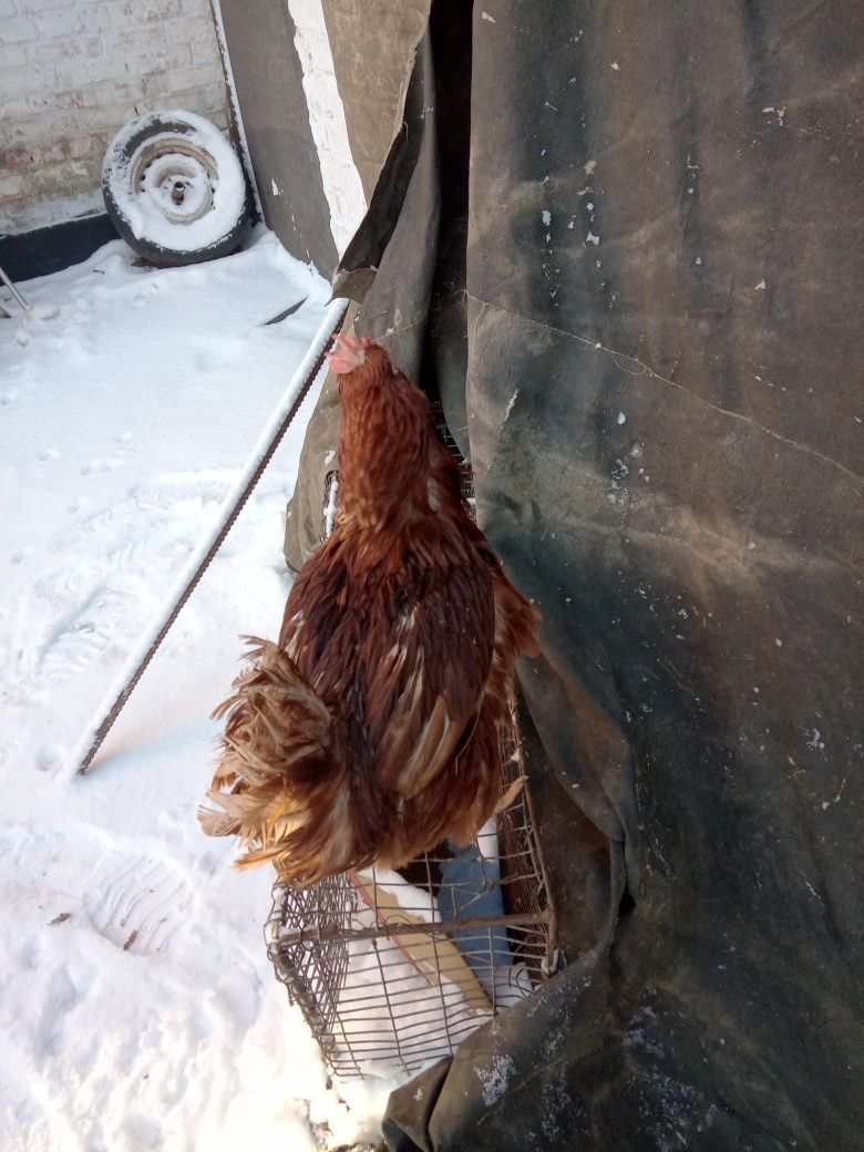 Продам млодняк  курей несушек