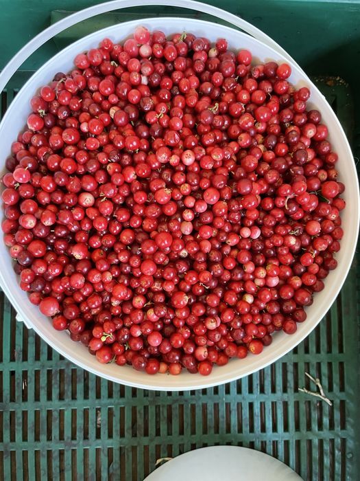 Продаємо свіжозібрану карпатську брусницю