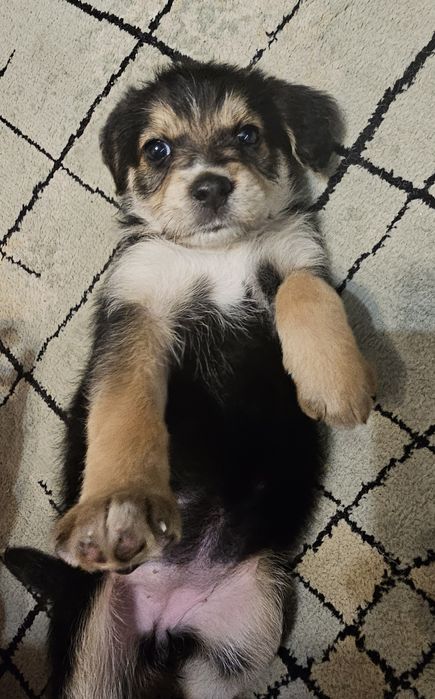 Szczeniaki do oddania