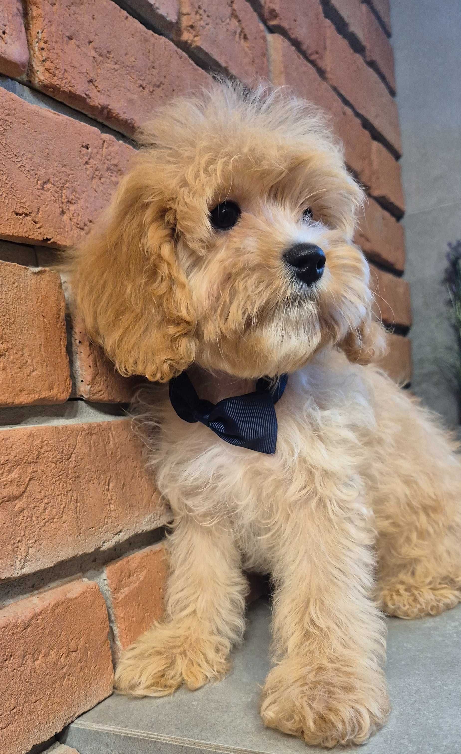 Cavapoo piekny Uzzi  do odbioru