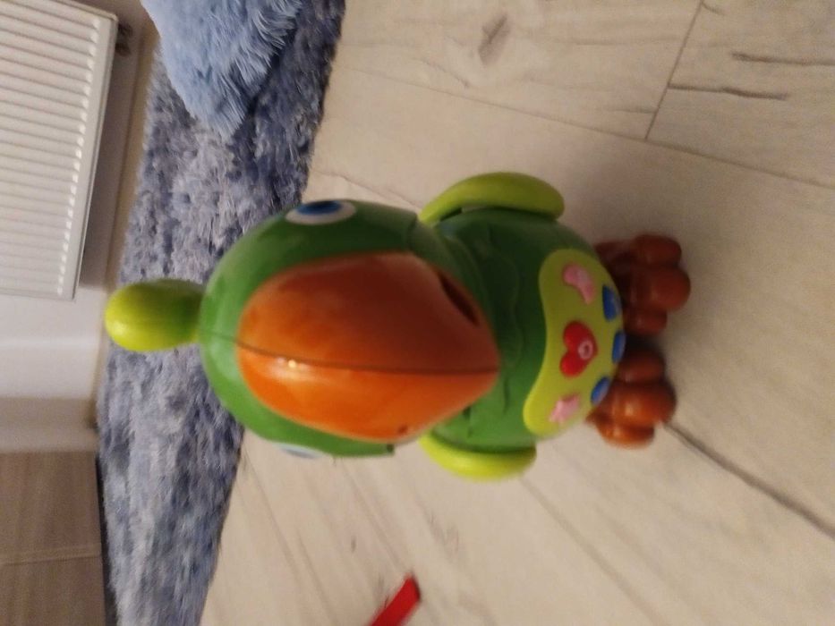 Gadająca papuga, chodzi, śpiewa!