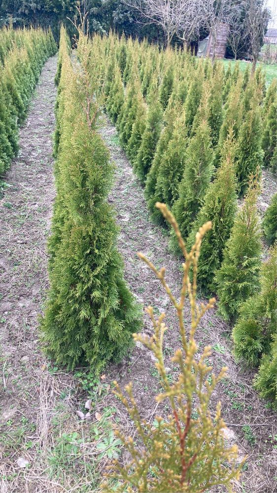 Thuja szmaragd tuja 1m 1.2m 1.5m 1.8 m