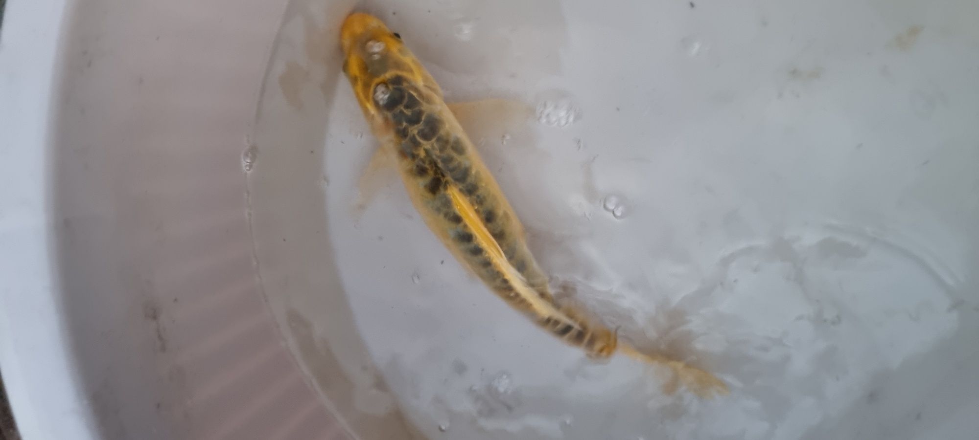 Carpa Koi - 30 cm