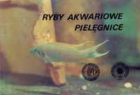 Pocztówki - "Ryby akwariowe pielęgnice" - zestaw