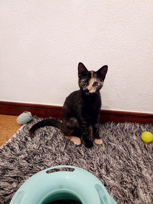 Gatinha para adoção