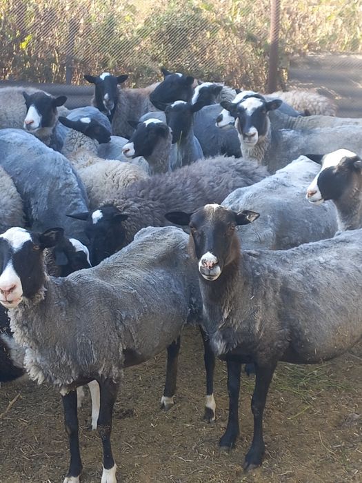 Продам романовских овец