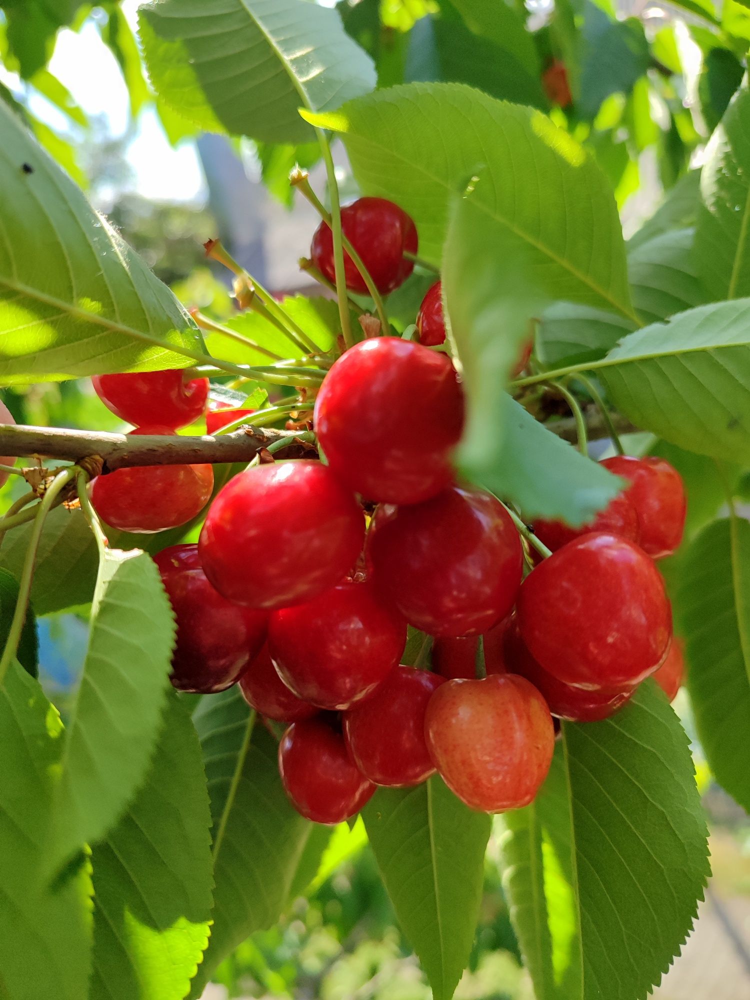 Продам бджіл осмій для запилення саду