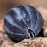 Armadillo officinalis, isopody, 10 szt.