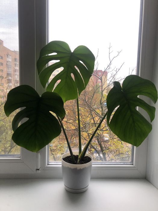 Монстера делікатесна