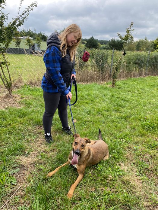 Do adopcji wesoły Denver