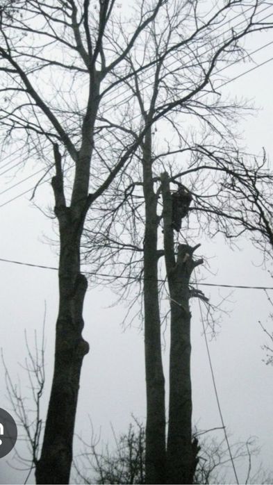 Візьму в дар Дерево